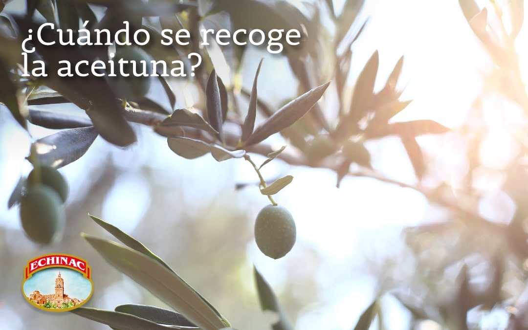 Cuándo es la recogida de la aceituna